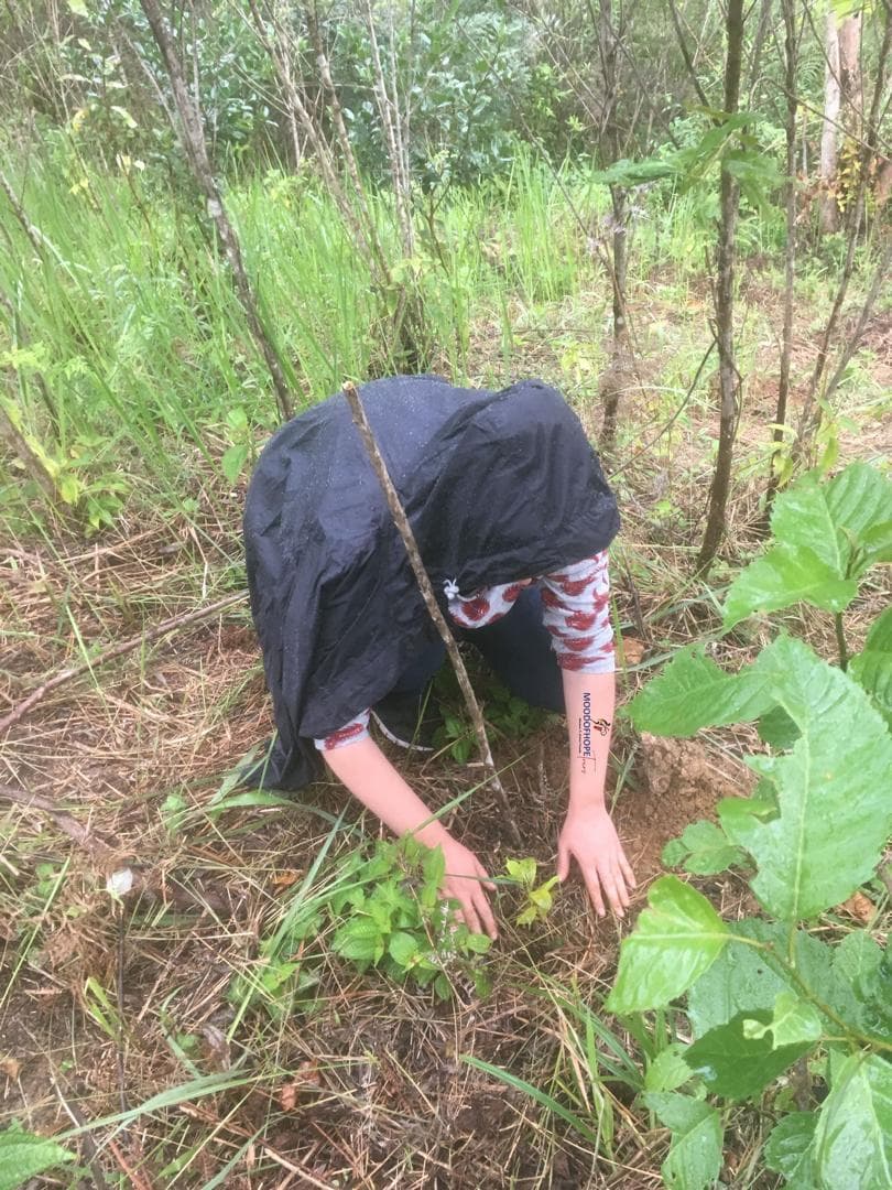 Plant a Tree in Ghana