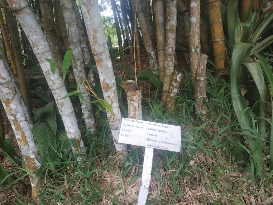 Accra Day Trip - Aburi Gardens, Waterfall & Cocoa Farm Tour - Image 11