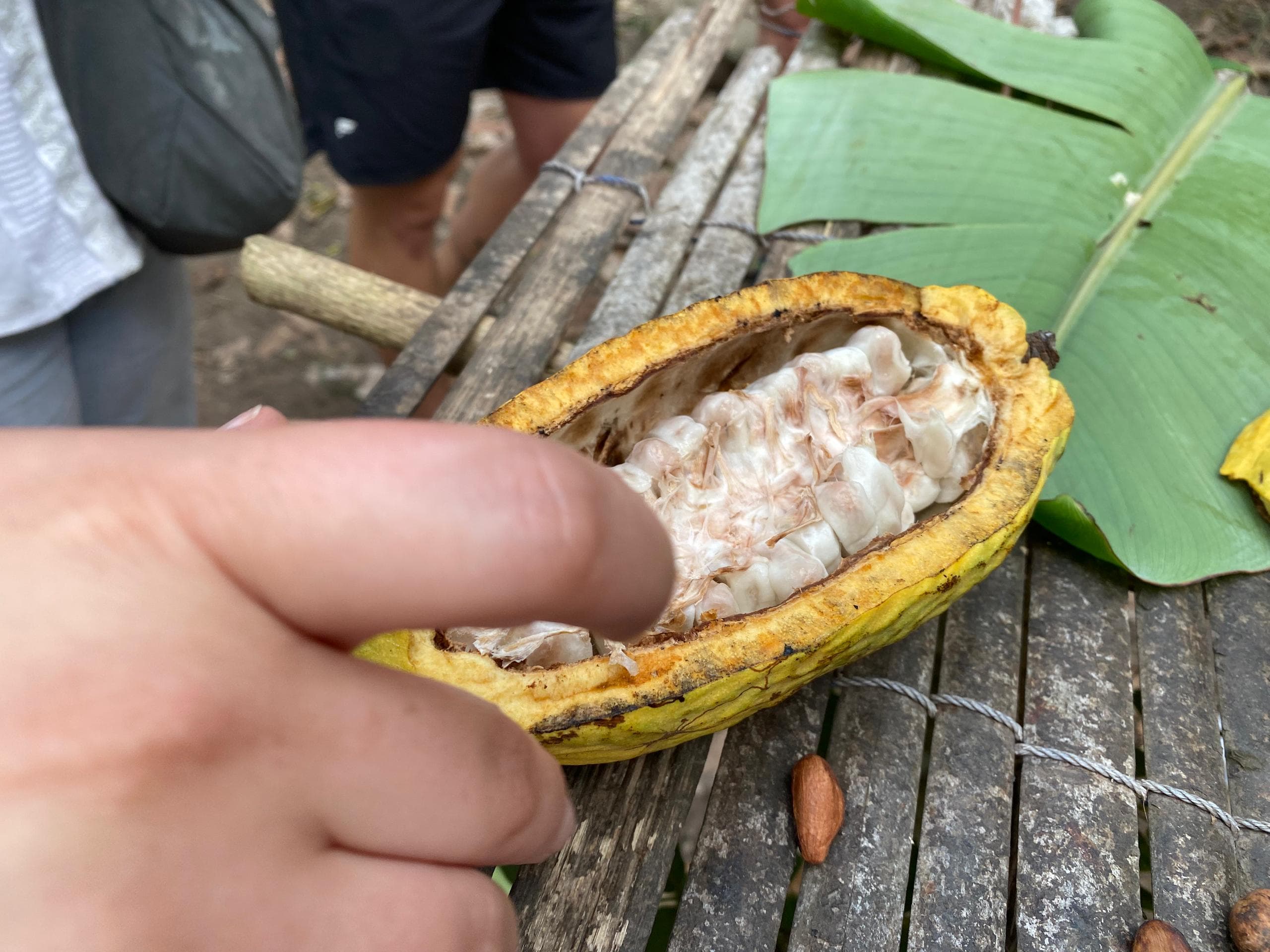 Immersive Cocoa Farm-to-Factory Chocolate Tour in Ghana - Image 1
