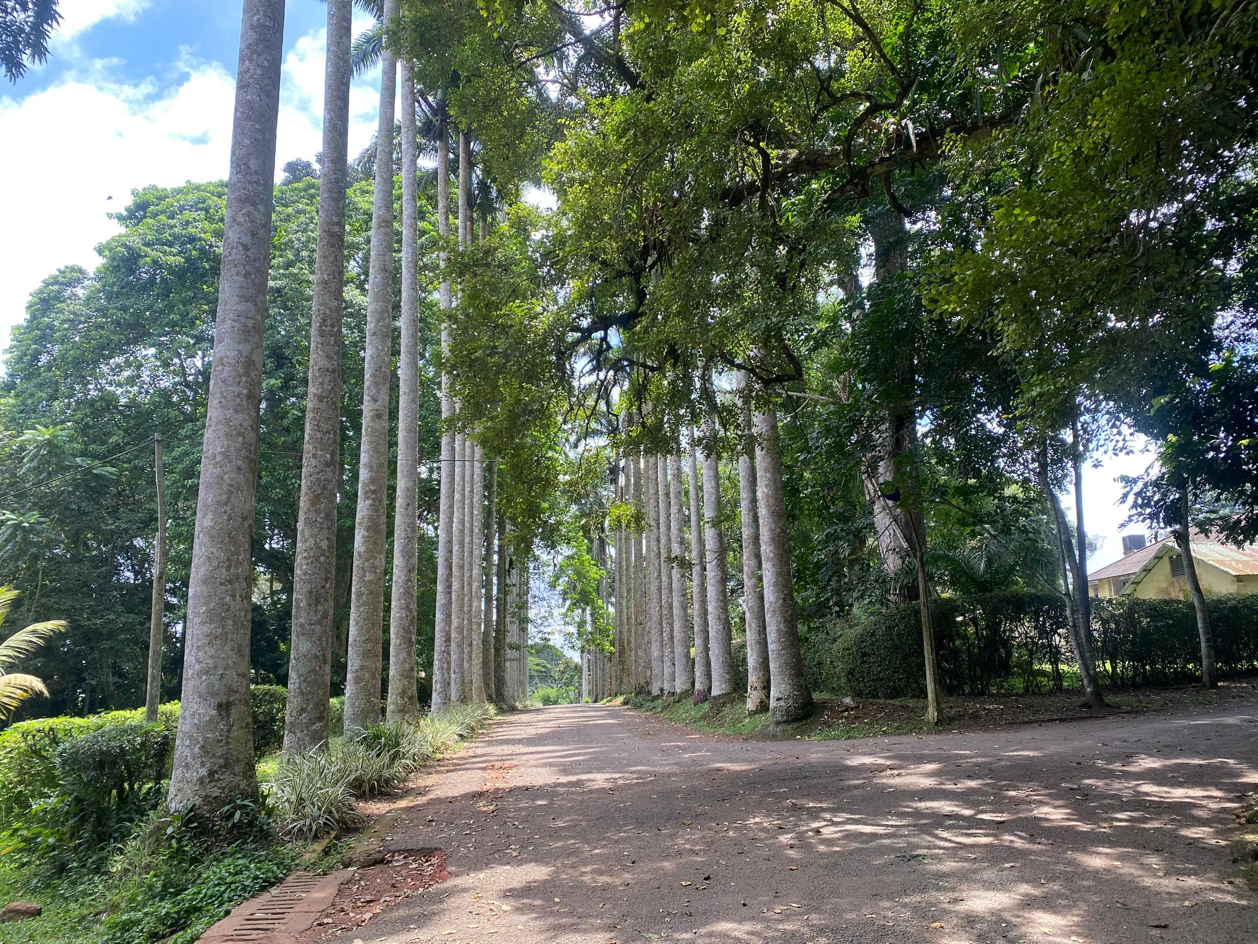 Immersive Cocoa Farm-to-Factory Chocolate Tour in Ghana - Image 7