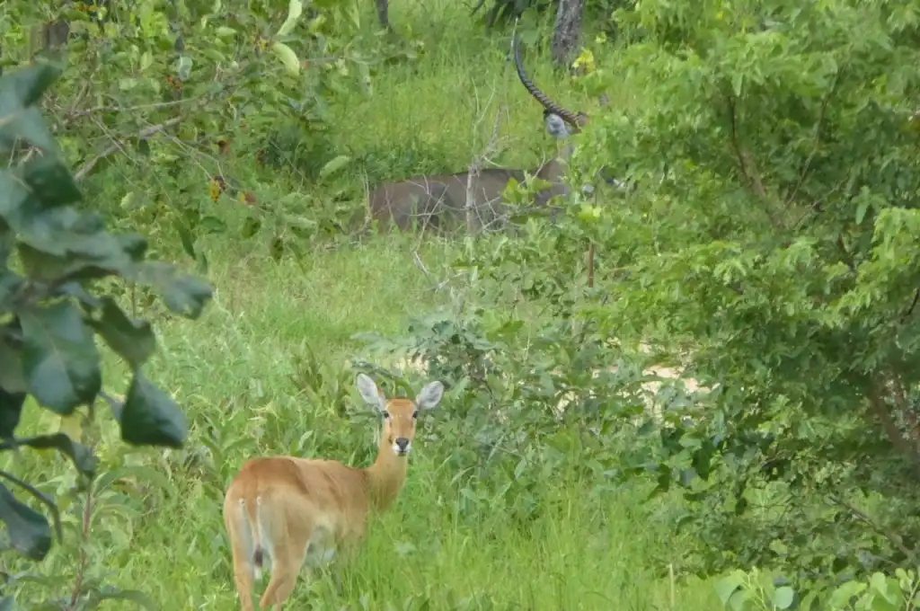 3 Days Safari & Eco-Village Adventures in Northern Ghana - Image 4