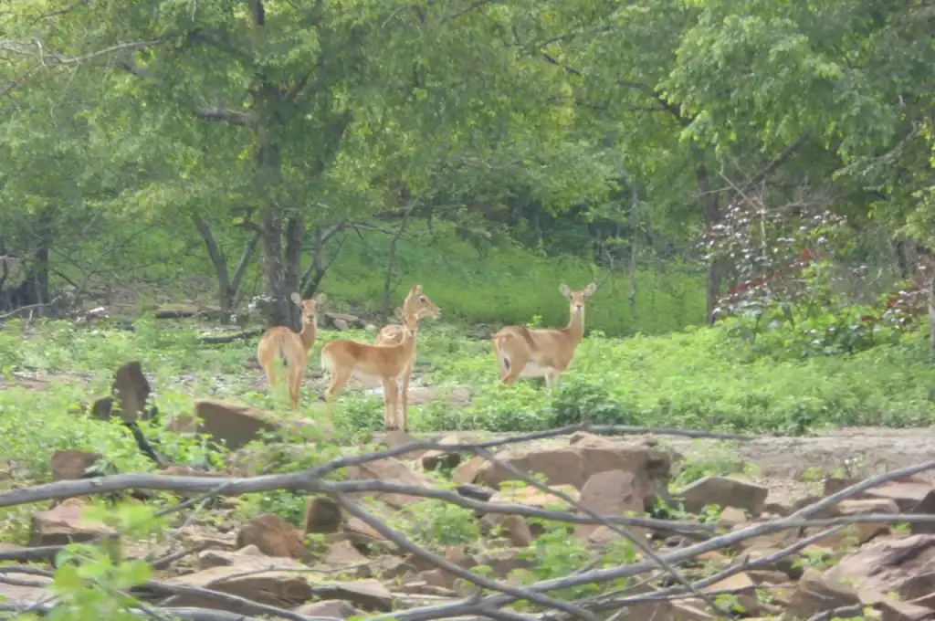 3 Days Safari & Eco-Village Adventures in Northern Ghana - Image 6