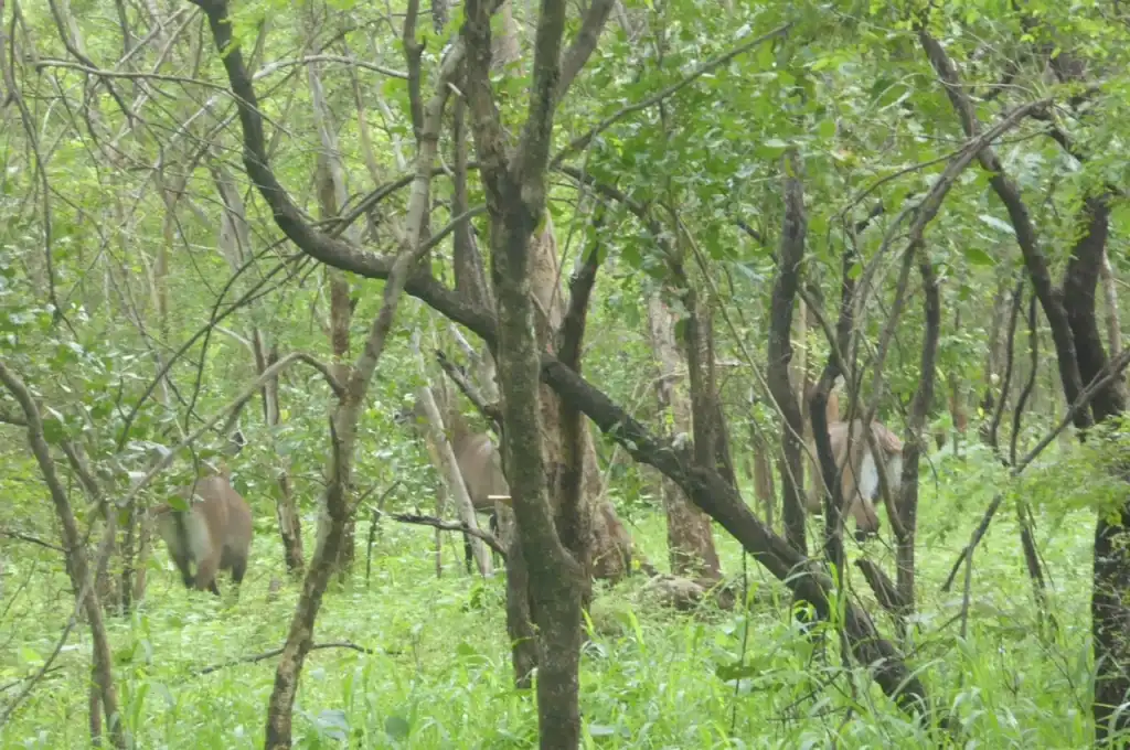 3 Days Safari & Eco-Village Adventures in Northern Ghana - Image 7