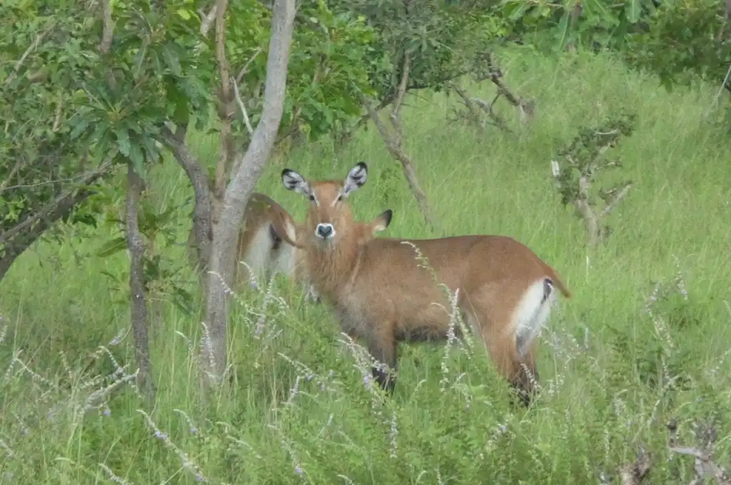 3 Days Safari & Eco-Village Adventures in Northern Ghana - Image 8