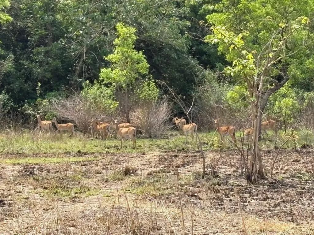 Shai Hills Wildlife Safari, Bead-Making & Lake Volta Day Trip - Image 13