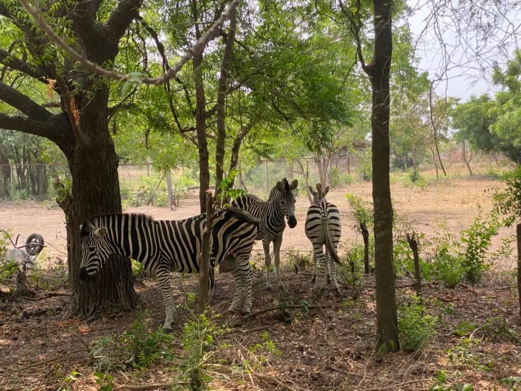 Shai Hills Wildlife Safari, Bead-Making & Lake Volta Day Trip - Image 5