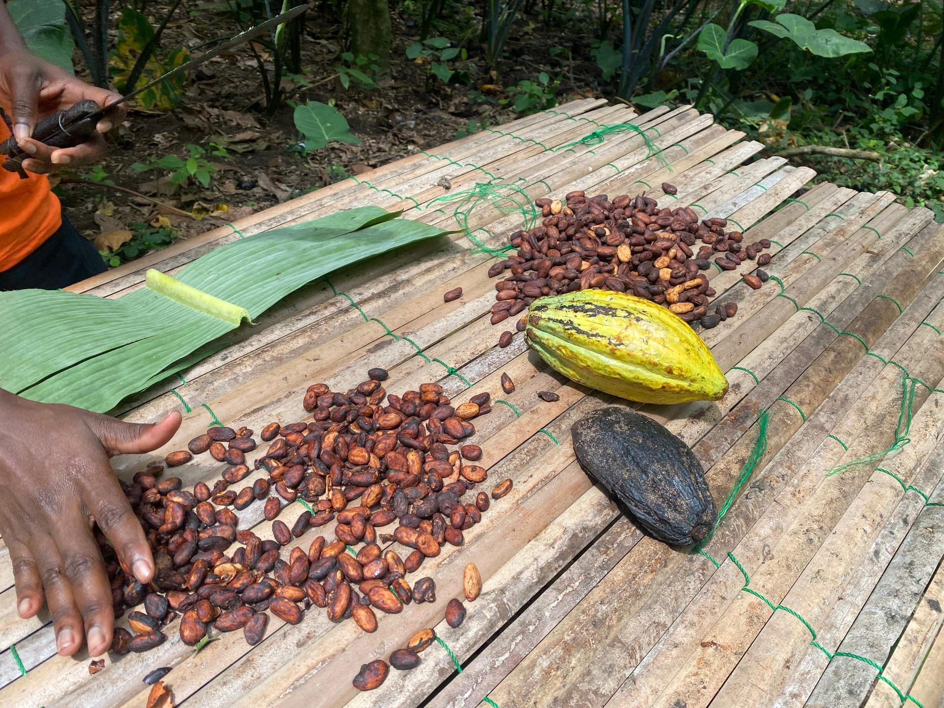 4. Now for the sweetest part – the chocolate tasting experience!