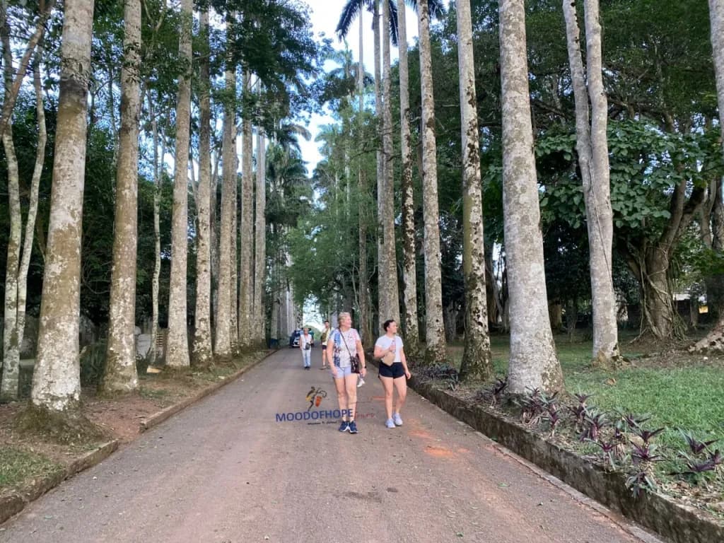1. Aburi Botanical Garden Tour