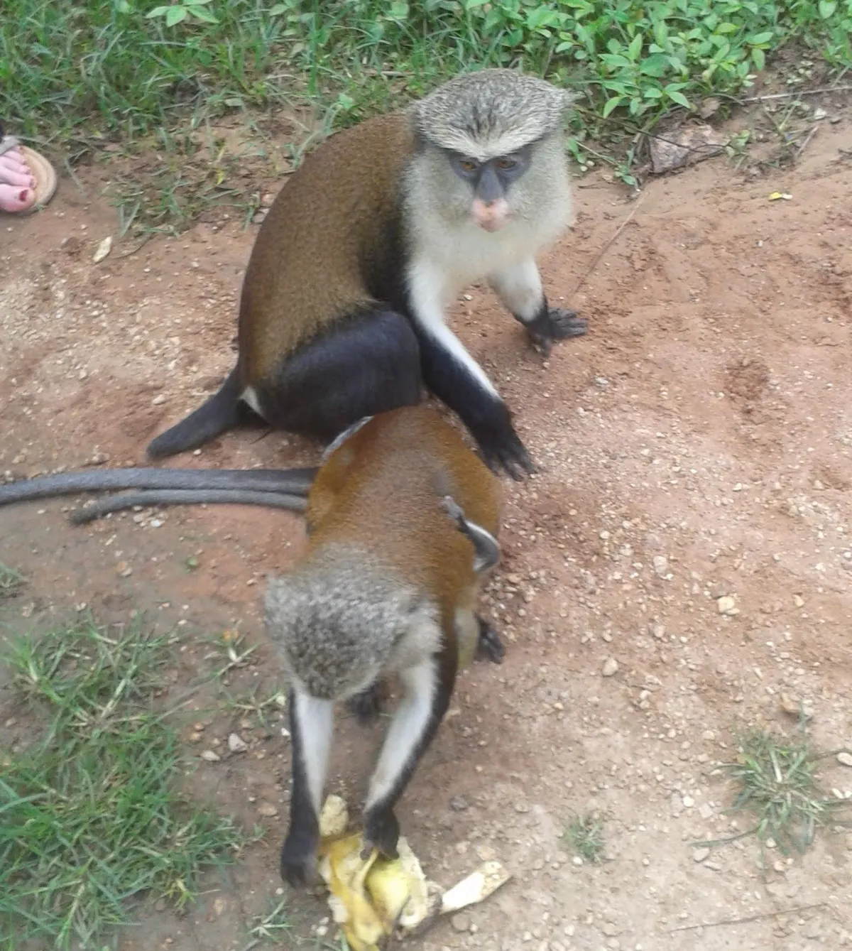 Mona monkey closeup
