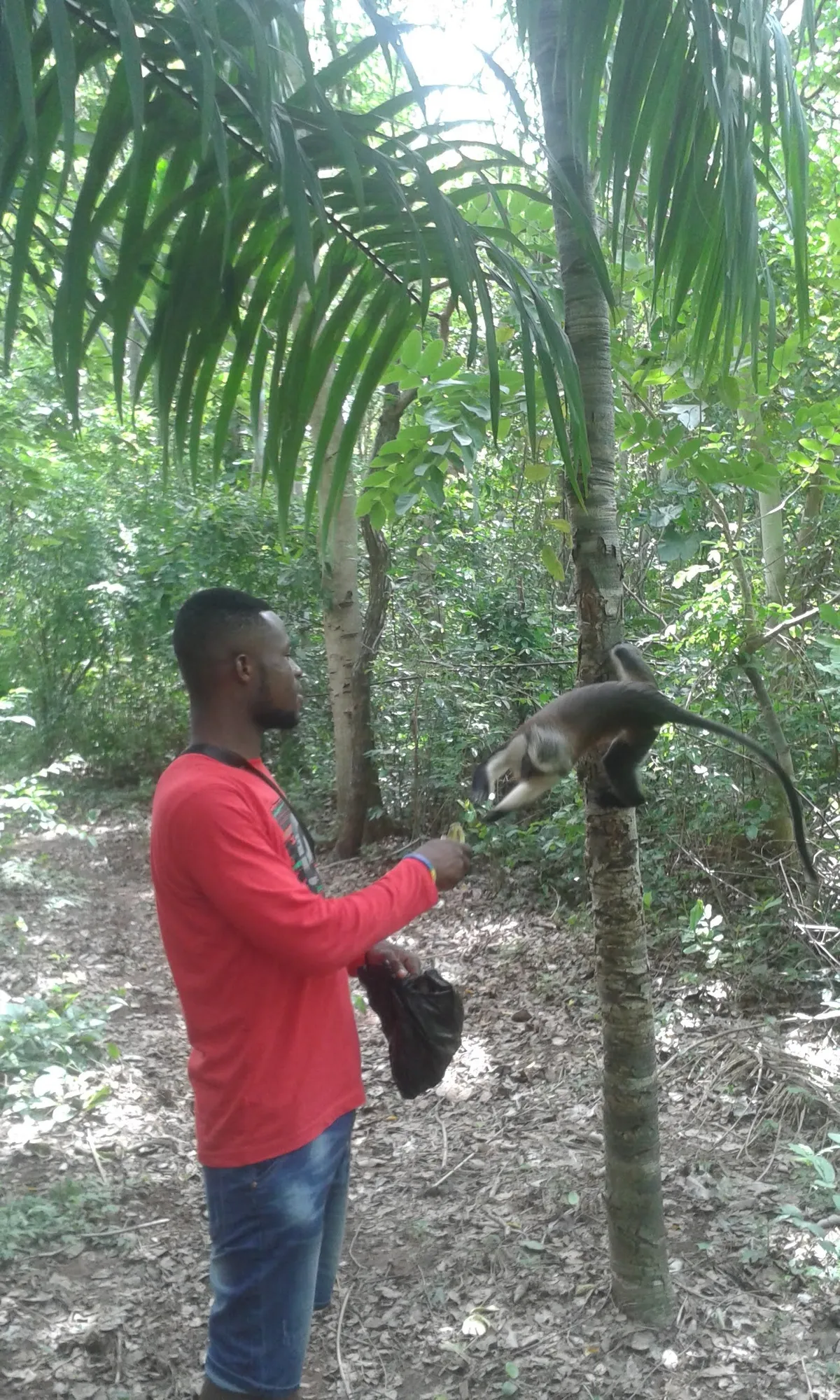 Mona monkeys