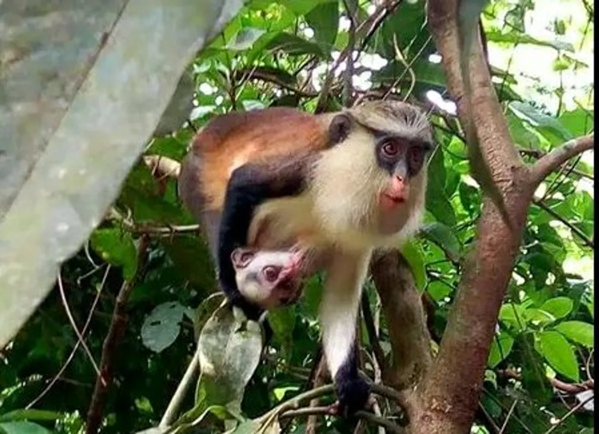 Monkey feeding