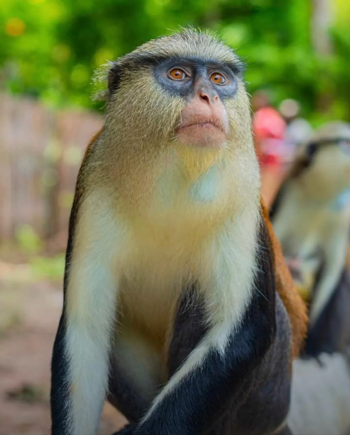 Monkey interactions