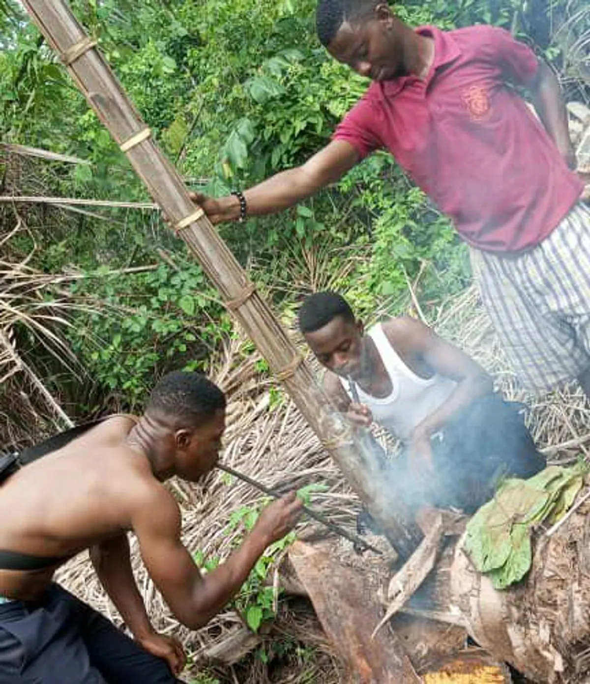 Palm wine tapping