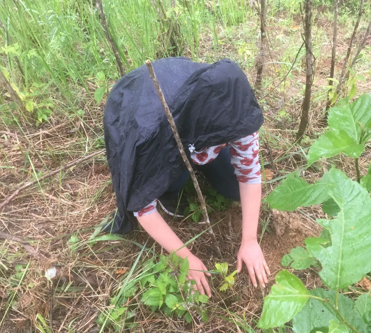 Tree planting in rain