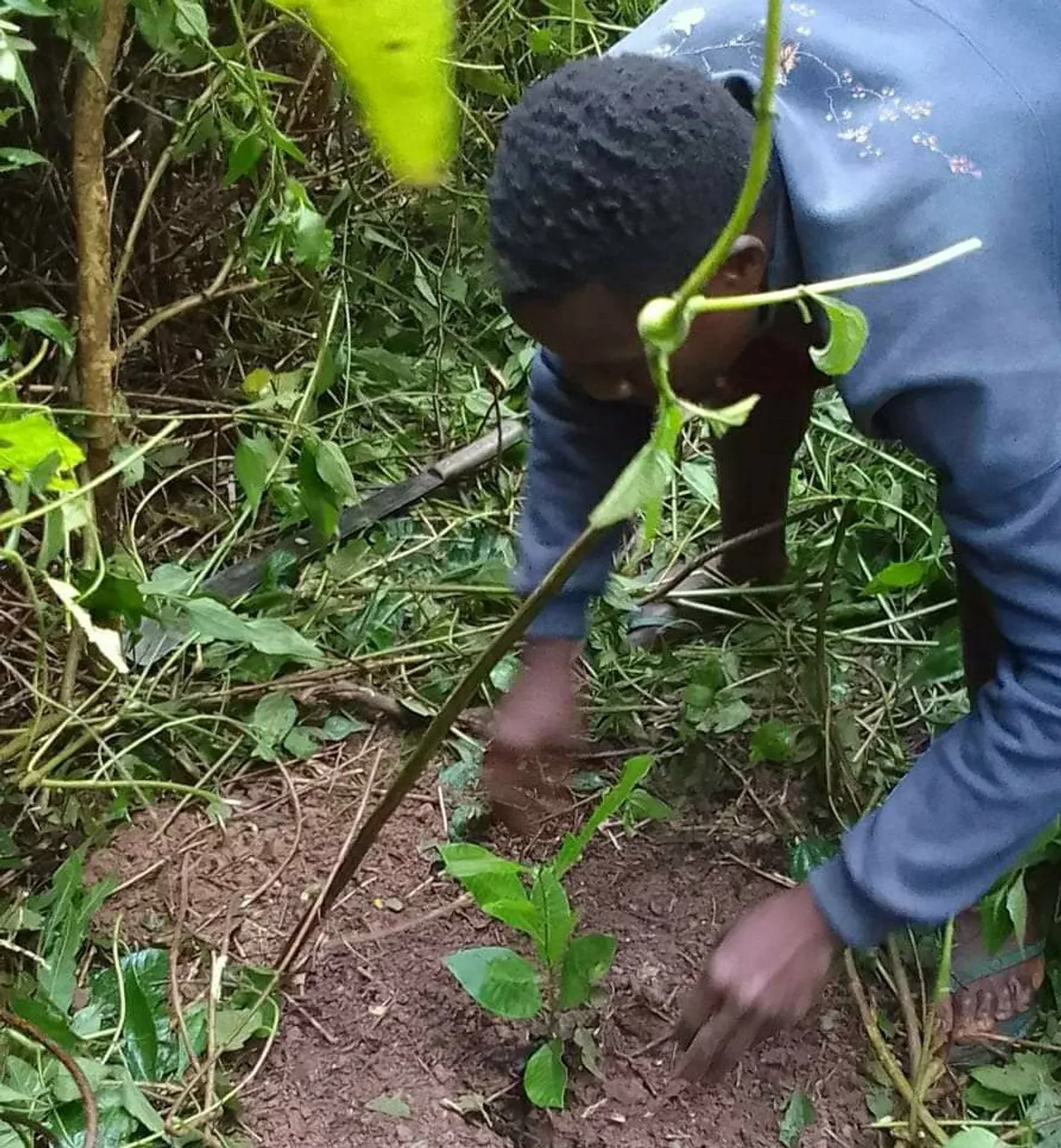Tree planting event